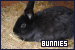 Rabbits & Bunnies