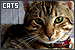 Pets: Cats