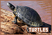 Turtles
