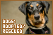 Dogs: Adopted and Rescued