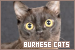 Cats: Burmese