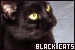  Cats: Black