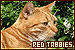  Cats: Red Tabby