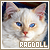  Cats: Ragdoll