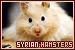  Hamsters: Syrian (Golden/Teddybear)